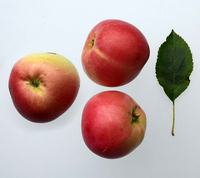 Barritskov æble